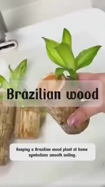 Brazilian Lucky Wood Mini Home Plant Decorations